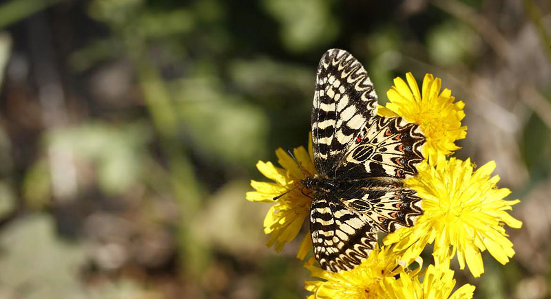 Italiensk Guirlandesommerfugl, Zerynthia cassandra. Provence, Frankrig d. 9 april 2011. Fotograf; Tom Nygard Kristensen