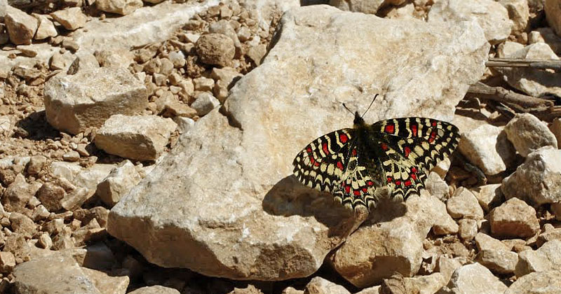 Vestlig Guirlandesommerfugl, Zerynthia rumina f. medesiscaste. Provence, Frankrig d. 9 april 2011. Fotograf; Tom Nygard Kristensen