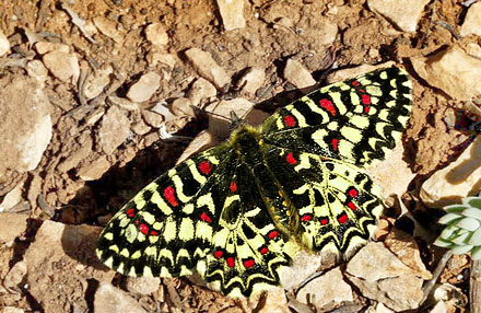 Vestlig Guirlandesommerfugl, Zerynthia rumina f. medesiscaste. Provence, Frankrig d. 9 april 2011. Fotograf; Tom Nygard Kristensen