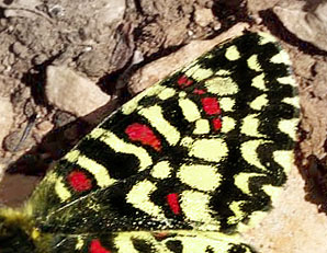 Vestlig Guirlandesommerfugl, Zerynthia rumina f. medesiscaste. Provence, Frankrig d. 9 april 2011. Fotograf; Tom Nygard Kristensen