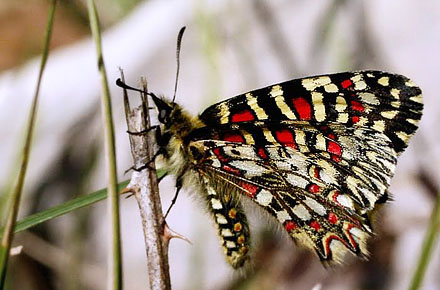 Vestlig Guirlandesommerfugl, Zerynthia rumina f. medesiscaste. Provence, Frankrig d. 9 april 2011. Fotograf; Tom Nygard Kristensen