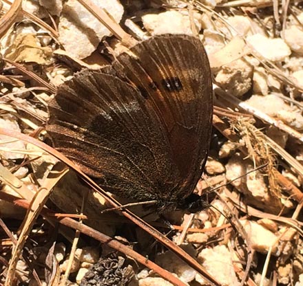 Lysbåndet Skov-Bjergrandøje, Erebia aethiops. Belle Plagne august 2015. Fotograf; Regitze Enoksen