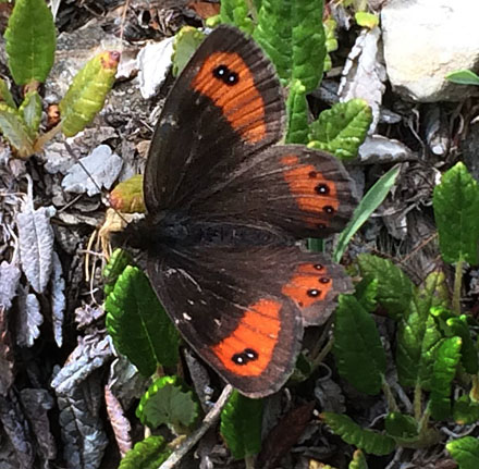Marmoreret Bjergrandøje, Erebia montanus. Belle Plagne august 2015. Fotograf; Regitze Enoksen