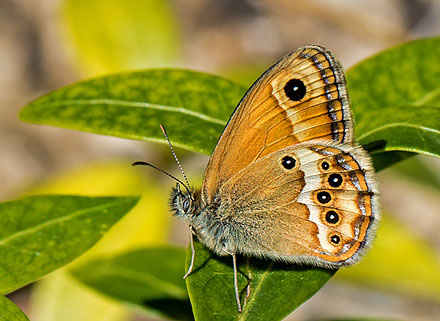 Sydlig Perlemorrandje, Coenonympha dorus han. Sydlige Alper, Frankrig d. 23 juni 2015. Fotograf; John S. Petersen 