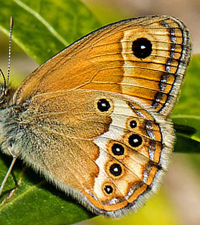 Sydlig Perlemorrandøje, Coenonympha dorus. Sydlige Alper, Frankrig d. 23 juni 2015. Fotograf; John S. Petersen