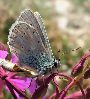 Slvblfugl, Lysandra coridon. Belle Plagne august 2015. Fotograf; Regitze Enoksen