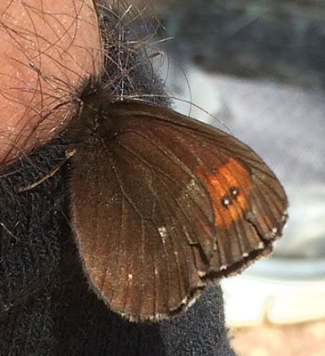 Lysbåndet Skov-Bjergrandøje, Erebia aethiops. Belle Plagne august 2015. Fotograf; Regitze Enoksen
