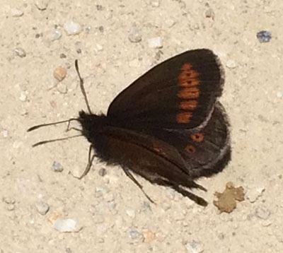 Eng-Bjergrandøje, Erebia melampus. Belle Plagne august 2015. Fotograf; Regitze Enoksen