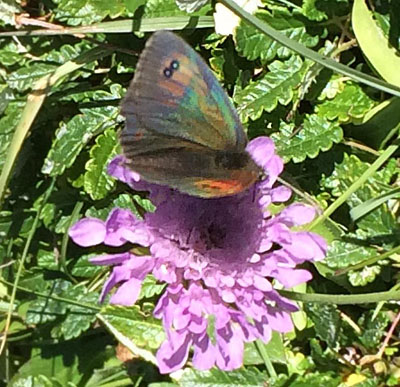 Vestlig Messingbjergrandøje, Erebia arvernensis. Belle Plagne august 2015. Fotograf; Regitze Enoksen