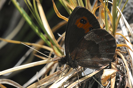 Lysbndet Skov-Bjergrandje, Erebia aethiops. Avoriaz, Haut-Savoie, Frankrig, 1800m hjde d. 28 juli 2015. Fotograf; John Vergo