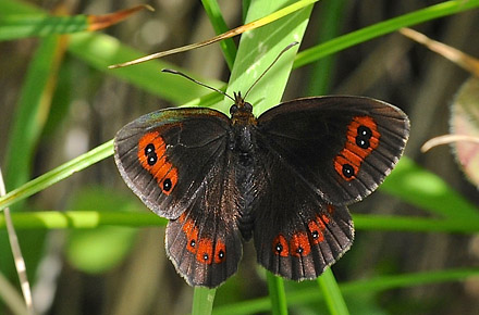 Lysbåndet Skov-Bjergrandøje, Erebia aethiops. Avoriaz, Haut-Savoie, Frankrig, 1800m højde d. 28 juli 2015. Fotograf; John Vergo