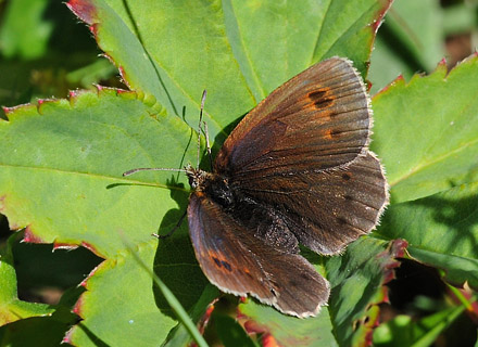 Gulplettet Bjergrandje, Erebia manto. Avoriaz, Haut-Savoie, Frankrig, 1800m hjde d. 28 juli 2015. Fotograf; John Vergo