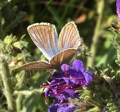 Stregblfugl, Polyommatus (Agrodiaetus) damon. Belle Plagne august 2015. Fotograf; Regitze Enoksen