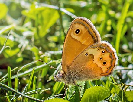 Sydlig Perlemorrandje, Coenonympha dorus hun. Sydlige Alper, Frankrig d. 23 juni 2015. Fotograf; John S. Petersen 