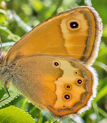 Sydlig Perlemorrandje, Coenonympha dorus. Sydlige Alper, Frankrig d. 23 juni 2015. Fotograf; John S. Petersen 