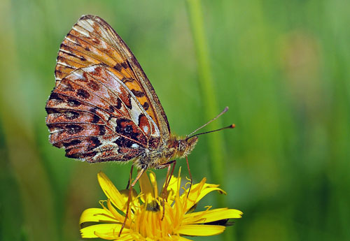 Harlekin-Perlemorsommerfugl, Boloria titania. Avoriaz, Haut-Savoie, Frankrig, 1800m hjde d. 28 juli 2015. Fotograf; John Vergo