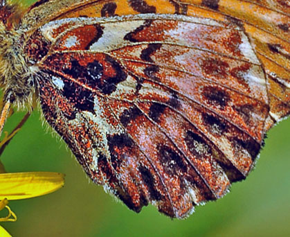 Harlekin-Perlemorsommerfugl, Boloria titania. Avoriaz, Haut-Savoie, Frankrig, 1800m hjde d. 28 juli 2015. Fotograf; John Vergo