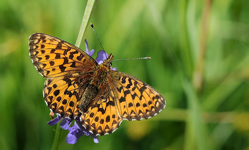 Harlekin-Perlemorsommerfugl, Boloria titania. Avoriaz, Haut-Savoie, Frankrig, 1800m hjde d. 28 juli 2015. Fotograf; John Vergo