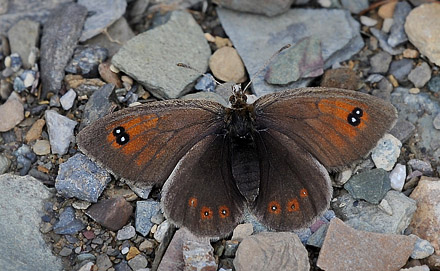 Vestlig Messingbjergrandøje, Erebia arvernensis hun. Avoriaz, Haut-Savoie, Frankrig, 1800m højde d. 30 juli 2015. Fotograf; John Vergo