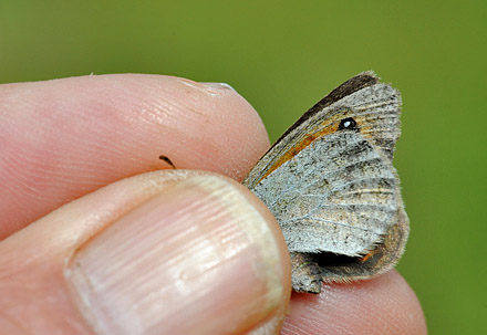 Vestlig Messingbjergrandøje, Erebia arvernensis hun. Avoriaz, Haut-Savoie, Frankrig, 1800m højde d. 30 juli 2015. Fotograf; John Vergo