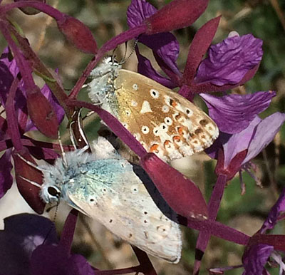 Slvblfugl, Lysandra coridon. Belle Plagne august 2015. Fotograf; Regitze Enoksen