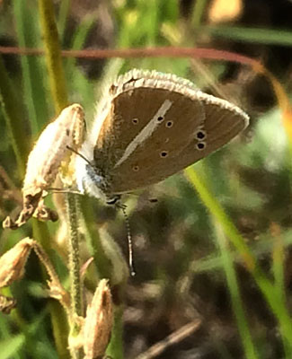 Stregblfugl, Polyommatus (Agrodiaetus) damon. Belle Plagne august 2015. Fotograf; Regitze Enoksen