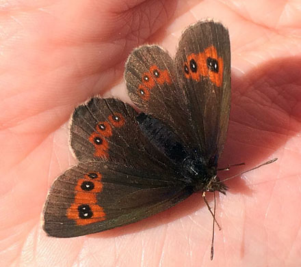 Lysbåndet Skov-Bjergrandøje, Erebia aethiops. Belle Plagne august 2015. Fotograf; Regitze Enoksen