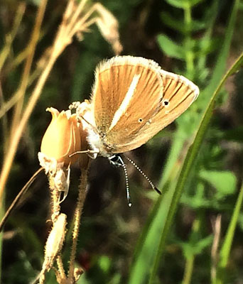 Stregblfugl, Polyommatus (Agrodiaetus) damon. Belle Plagne august 2015. Fotograf; Regitze Enoksen