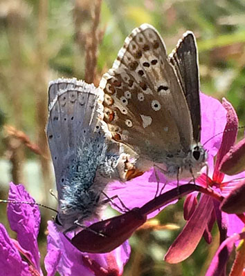 Slvblfugl, Lysandra coridon. Belle Plagne august 2015. Fotograf; Regitze Enoksen