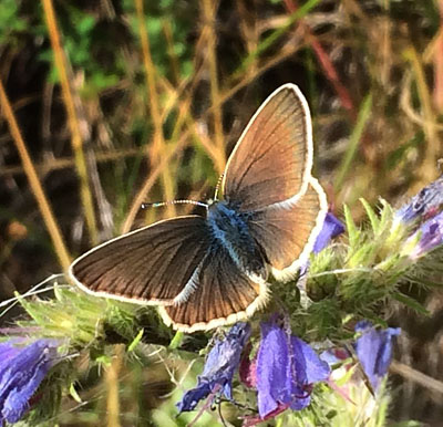 Stregblfugl, Polyommatus (Agrodiaetus) damon. Belle Plagne august 2015. Fotograf; Regitze Enoksen