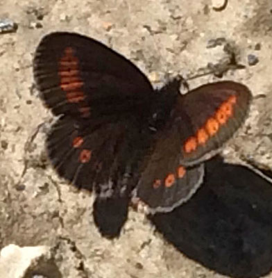 Eng-Bjergrandøje, Erebia melampus. Belle Plagne august 2015. Fotograf; Regitze Enoksen