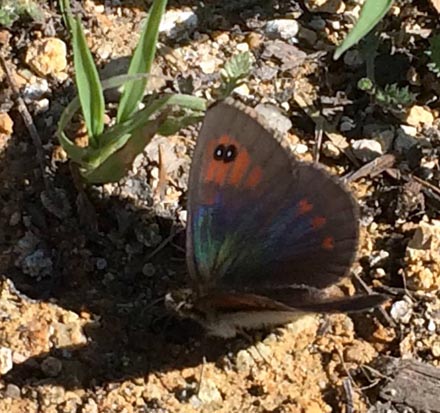 Vestlig Messingbjergrandøje, Erebia arvernensis. Belle Plagne august 2015. Fotograf; Regitze Enoksen