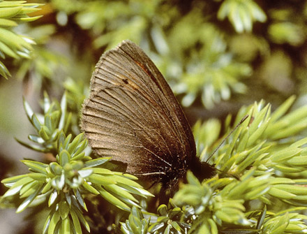 Lille Bjergrandøje, Erebia epiphron roosi. Óros Várnous, 1900 m. Grækenland d. 14 juli 2001. Fotograf; Tom Nygaard Kristensen