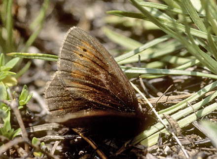 Lille Bjergrandøje, Erebia epiphron roosi. Óros Várnous, 1900 m. Grækenland d. 14 juli 2001. Fotograf; Tom Nygaard Kristensen