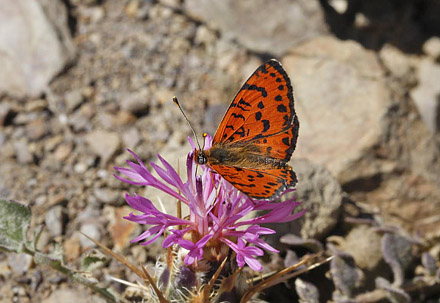 Rd Pletvinge, Melitaea didyma. Chios, Grkenland  d. 28 maj 2009. Fotograf; Tom Nygaard Kristensen