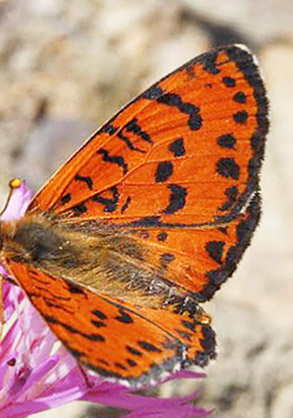 Rd Pletvinge, Melitaea didyma. Chios, Grkenland  d. 28 maj 2009. Fotograf; Tom Nygaard Kristensen