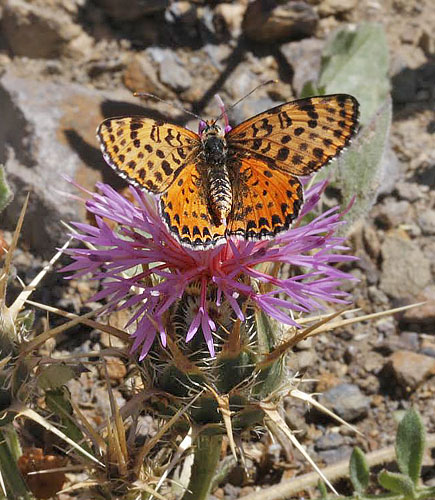 Rd Pletvinge, Melitaea didyma. Chios, Grkenland  d. 28 maj 2009. Fotograf; Tom Nygaard Kristensen