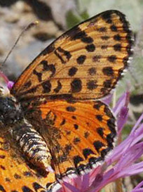 Rd Pletvinge, Melitaea didyma. Chios, Grkenland  d. 28 maj 2009. Fotograf; Tom Nygaard Kristensen