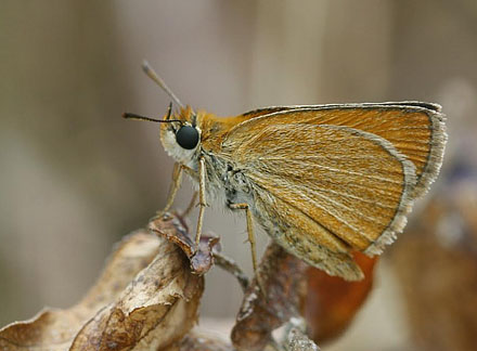 Mørk Skråstregbredpande, Thymelicus acteon. Grækenland d. 2 juni 2009. Fotograf; Tom Nygaard Kristensen