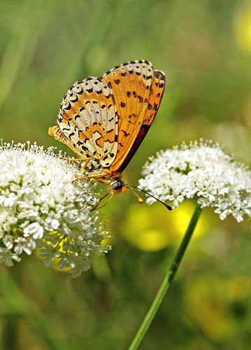 Rd Pletvinge, Melitaea didyma. Grkenland d. 7 juni 2013. Fotograf; Tom Nygaard Kristensen