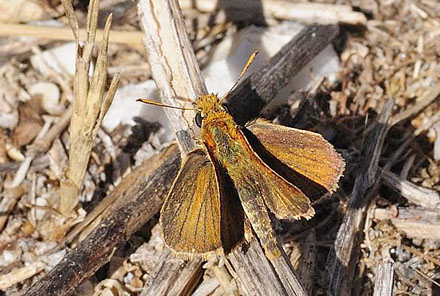 Mørk Skråstregbredpande, Thymelicus acteon. Lesbos, Grækenland d. 4 juni 2013. Fotograf; Tom Nygaard Kristensen
