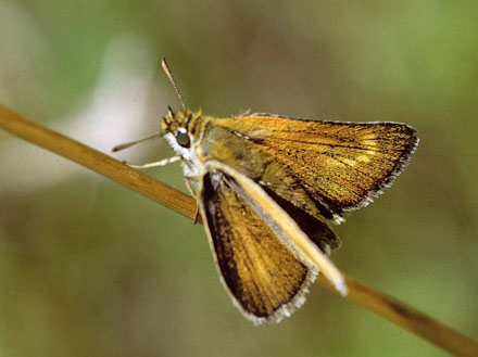 Mørk Skråstregbredpande, Thymelicus acteon. Lesbos, Grækenland d. 4 juni 2013. Fotograf; Tom Nygaard Kristensen