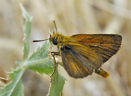 Mørk Skråstregbredpande, Thymelicus acteon. Lesbos, Grækenland d. 4 juni 2013. Fotograf; Tom Nygaard Kristensen