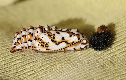 Rd Pletvinge, Melitaea didyma. Skifti, Kozani, Grkenland d. 16 maj 2015. Fotograf; Tom Nygaard Kristensen