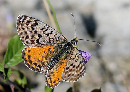 Rd Pletvinge, Melitaea didyma. Grkenland d. 2 juli 2015. Fotograf; Tom Nygaard Kristensen