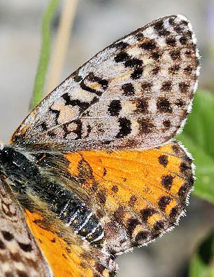 Rd Pletvinge, Melitaea didyma. Grkenland d. 2 juli 2015. Fotograf; Tom Nygaard Kristensen