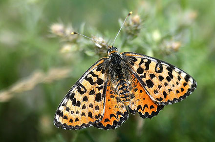 Rd Pletvinge, Melitaea didyma. Grkenland d. 7 juli 2010. Fotograf; Tom Nygaard Kristensen