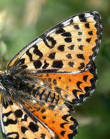 Rd Pletvinge, Melitaea didyma. Grkenland d. 7 juli 2010. Fotograf; Tom Nygaard Kristensen