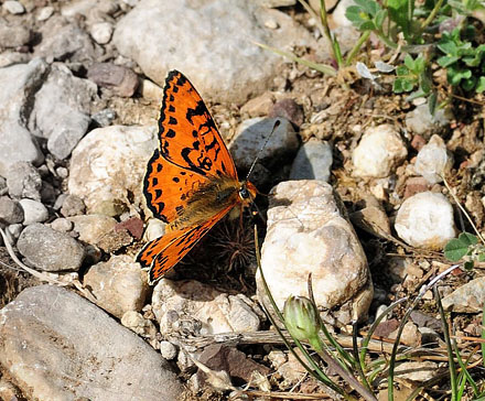 Rd Pletvinge, Melitaea didyma. Chelmos, Peleponnes, Grkenland d. 15 maj 2015. Fotograf; Tom Nygaard Kristensen