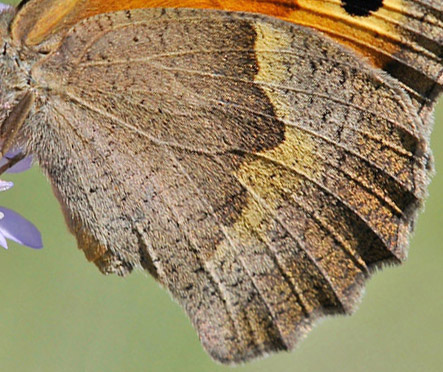 Lesbos Grsrandje, Maniola megala hun.  Potomia Valley, Lesbos, Grkenland d. 14-15 maj 2015. Fotograf; John Vergo